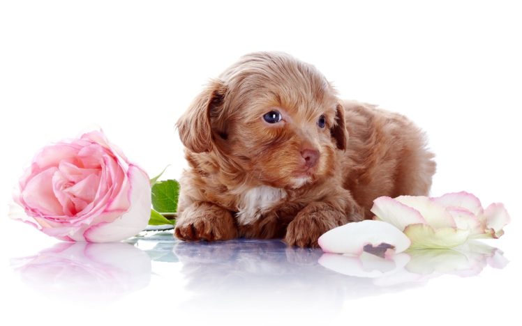 dog, Rose, Petals, Flowers, Puppy, Baby, Bokeh HD Wallpaper Desktop Background