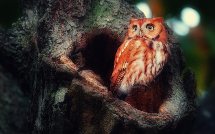 owl HD Wallpaper Desktop Background