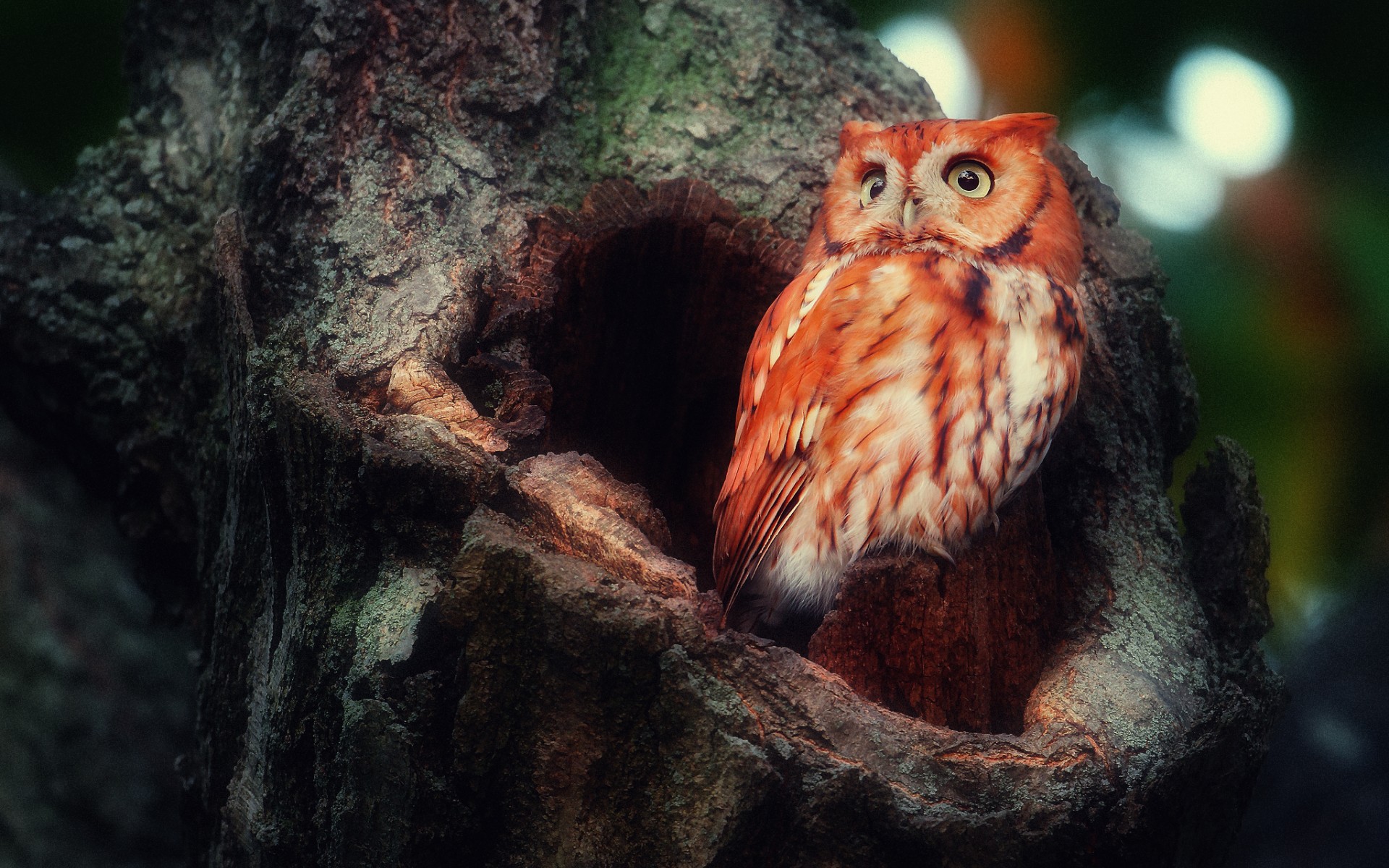 owl Wallpaper