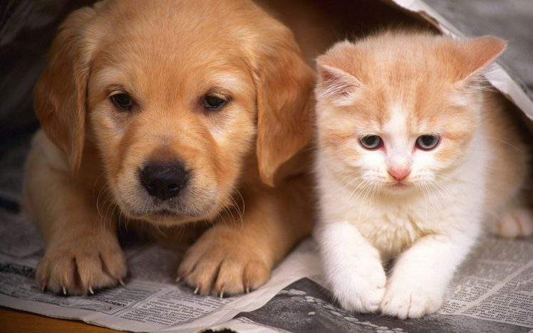 kitten, Kittens, Cat, Cats, Puppy HD Wallpaper Desktop Background