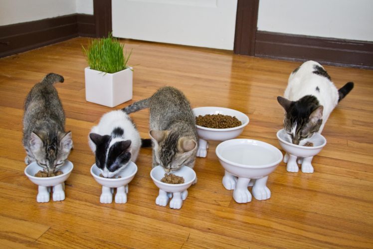 kittens, Cat, Cats, Kittens, Baby, Cute,  30 HD Wallpaper Desktop Background