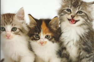 kittens, Cat, Cats, Kittens, Baby, Cute,  34