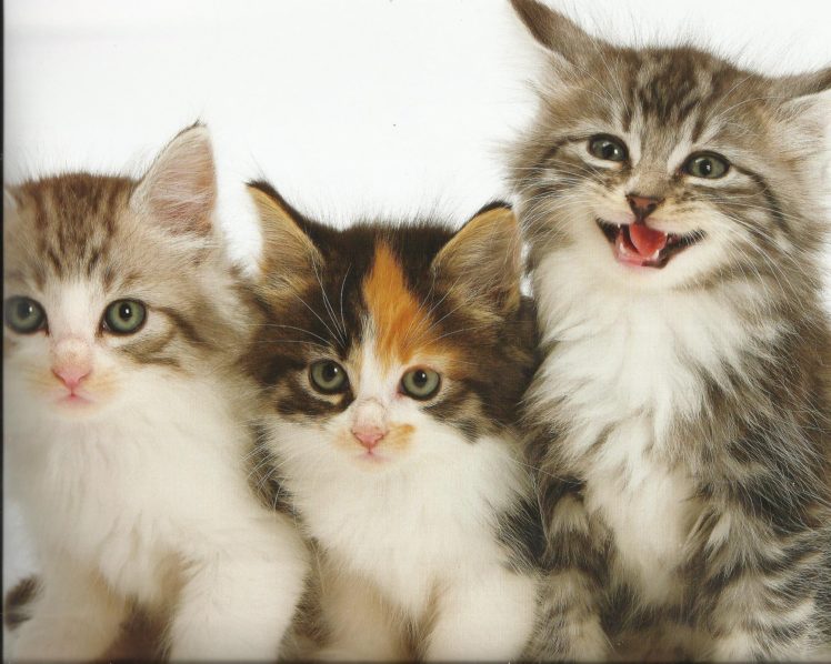 kittens, Cat, Cats, Kittens, Baby, Cute,  34 HD Wallpaper Desktop Background