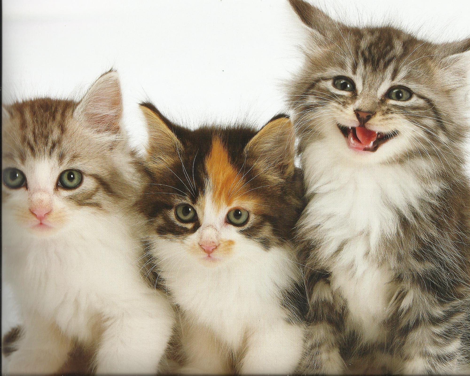 kittens, Cat, Cats, Kittens, Baby, Cute, 34 Wallpapers HD / Desktop and ...