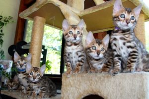 kittens, Cat, Cats, Kittens, Baby, Cute,  33