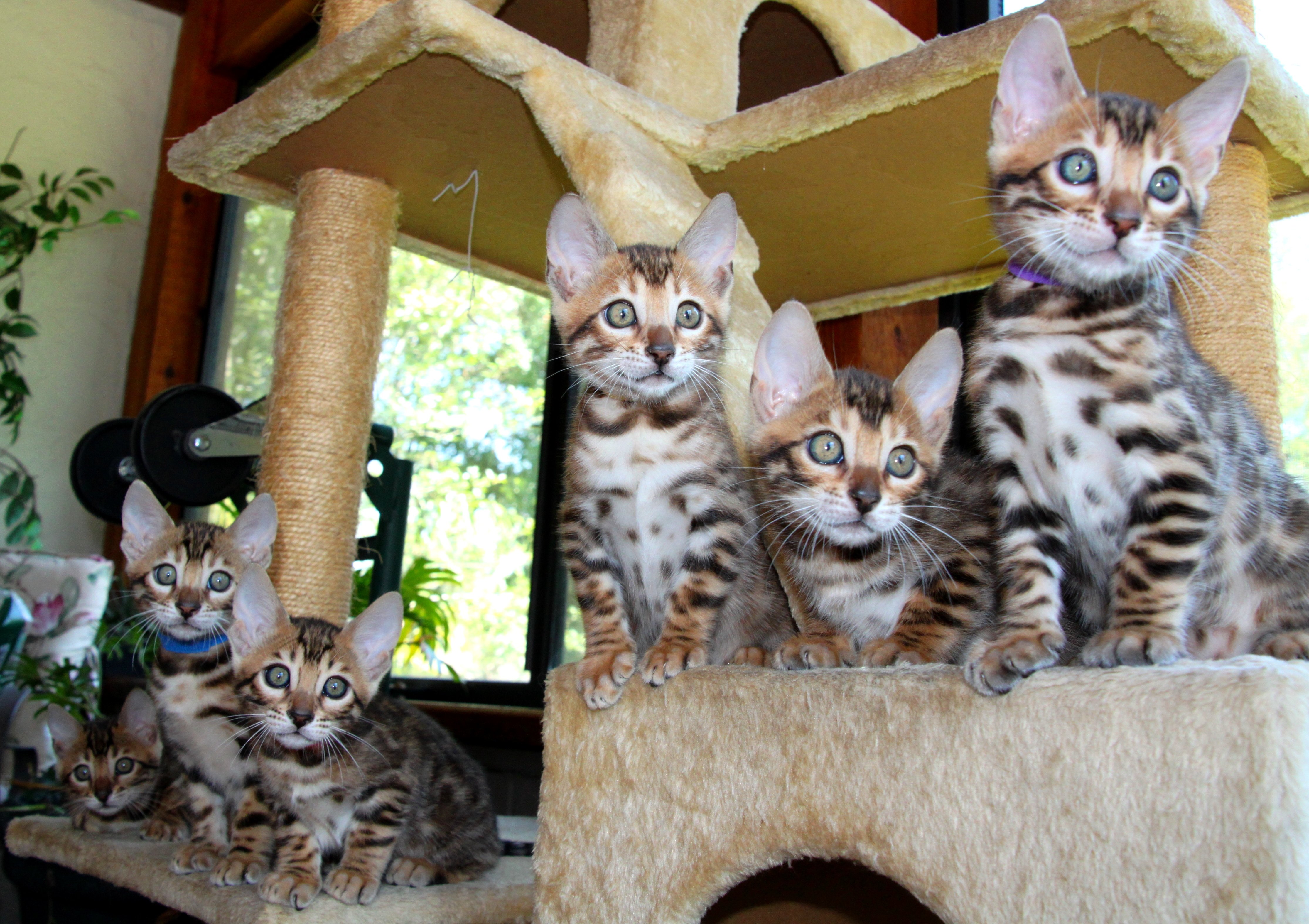 kittens, Cat, Cats, Kittens, Baby, Cute,  33 Wallpaper