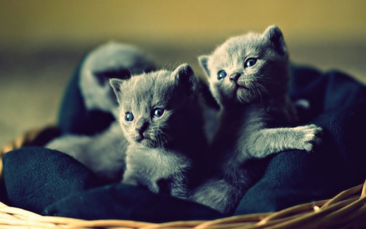 kittens, Cat, Cats, Kittens, Baby, Cute,  36 HD Wallpaper Desktop Background
