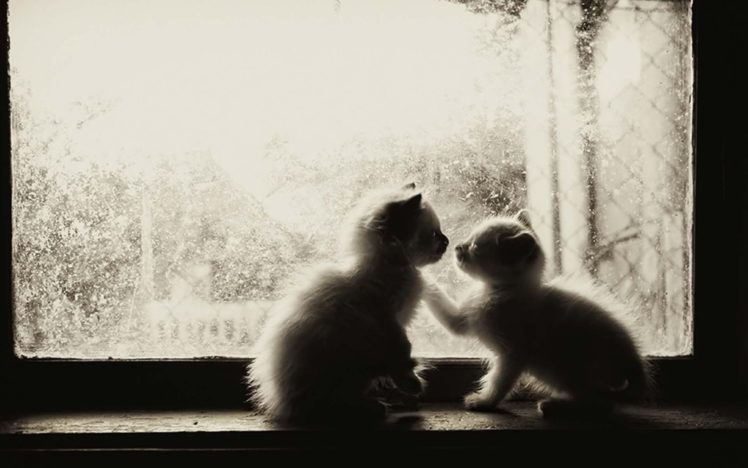 kittens, Cat, Cats, Kittens, Baby, Cute,  40 HD Wallpaper Desktop Background