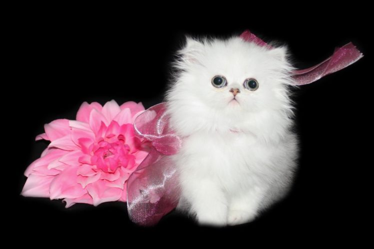 kittens, Cat, Cats, Kittens, Baby, Cute,  57 HD Wallpaper Desktop Background