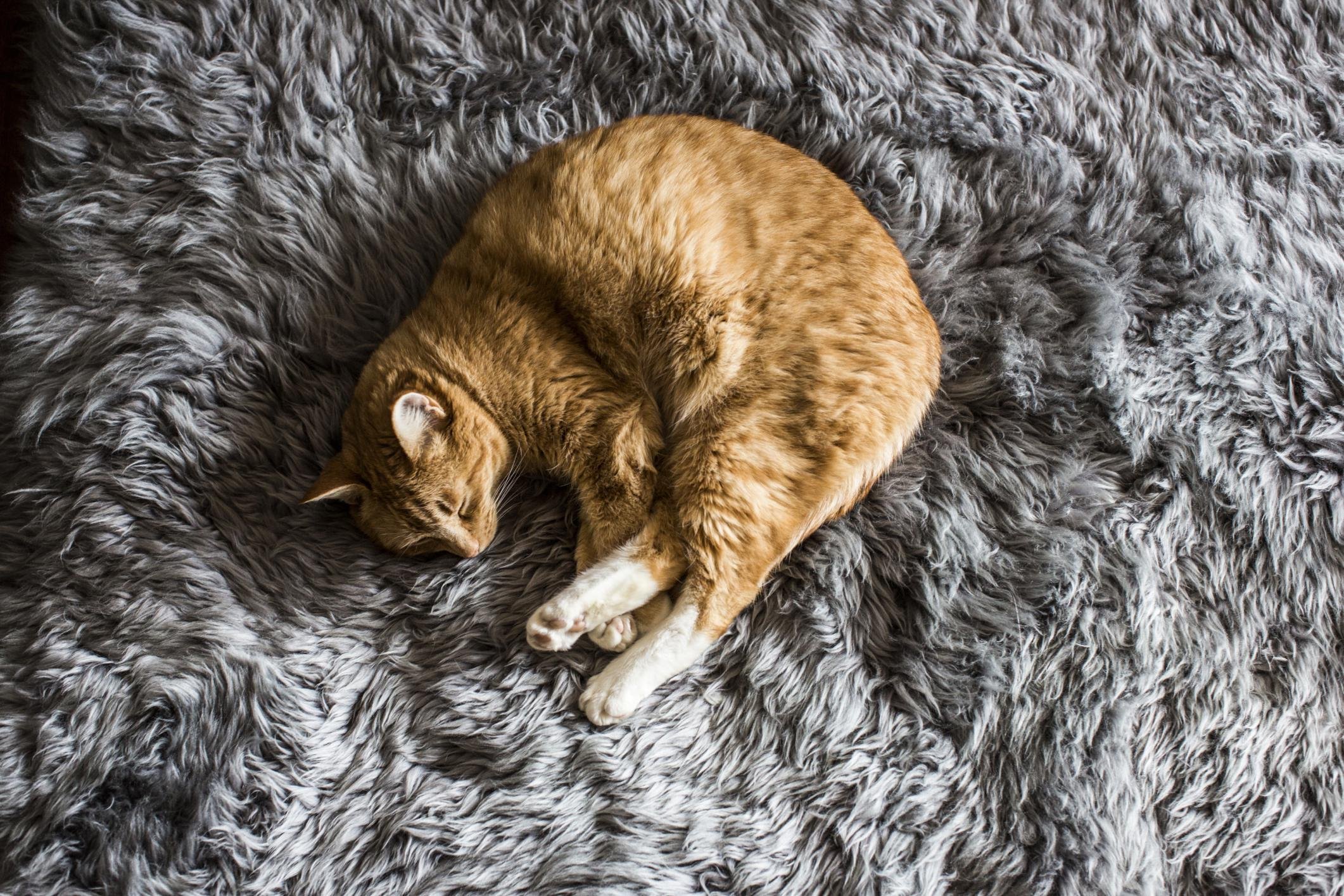 kittens, Cat, Cats, Kitten, Baby, Cute,  1 Wallpaper