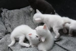 kittens, Cat, Cats, Kitten, Baby, Cute,  8