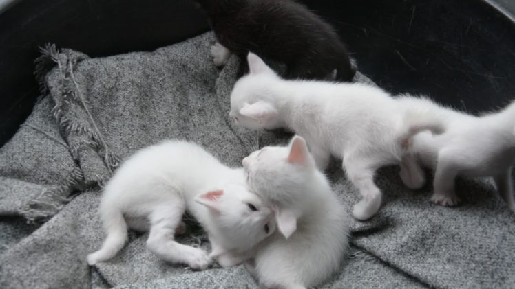 kittens, Cat, Cats, Kitten, Baby, Cute,  8 HD Wallpaper Desktop Background