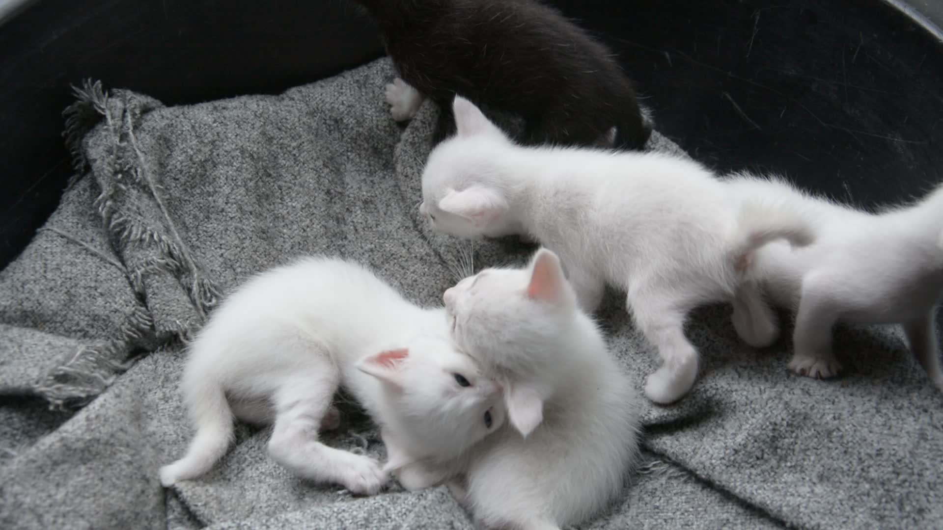 kittens, Cat, Cats, Kitten, Baby, Cute,  8 Wallpaper