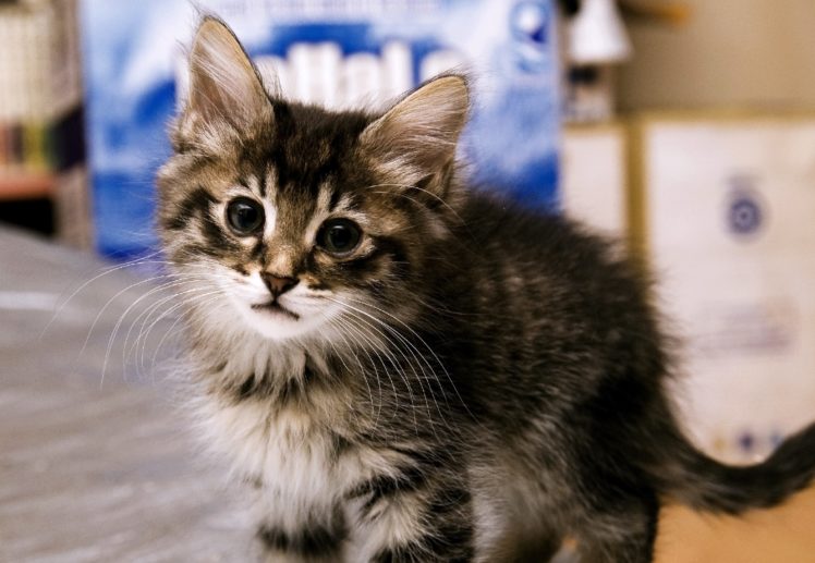 kittens, Cat, Cats, Kitten, Baby, Cute,  2 HD Wallpaper Desktop Background