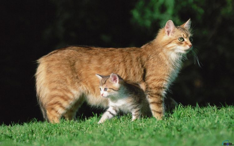 kittens, Cat, Cats, Kitten, Baby, Cute,  5 HD Wallpaper Desktop Background