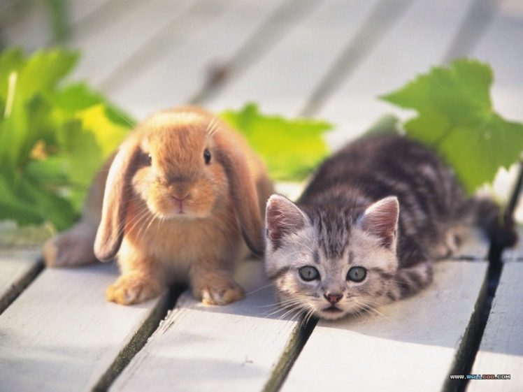 kittens, Cat, Cats, Kitten, Baby, Cute,  17 HD Wallpaper Desktop Background