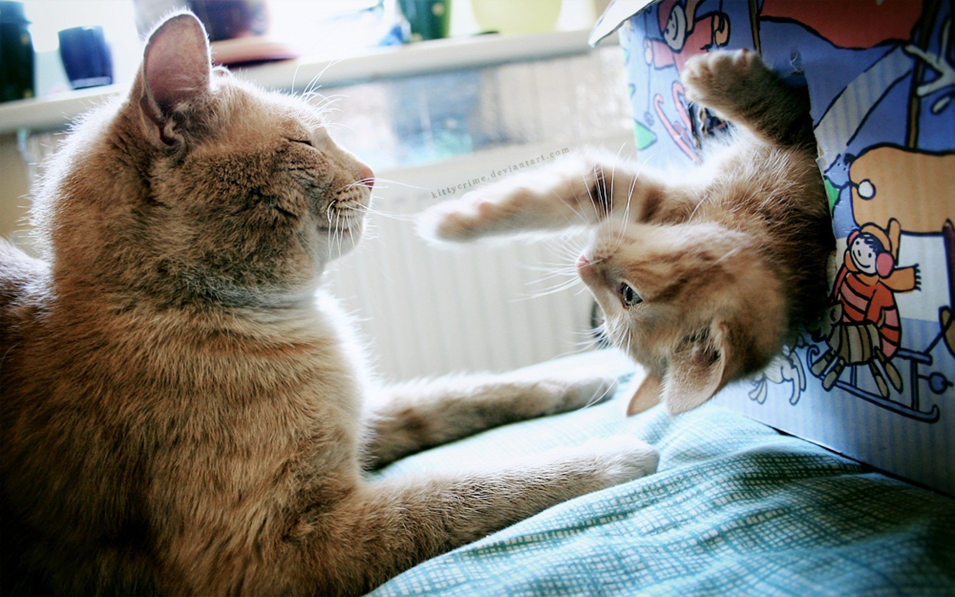 kittens, Cat, Cats, Kitten, Baby, Cute,  19 Wallpaper