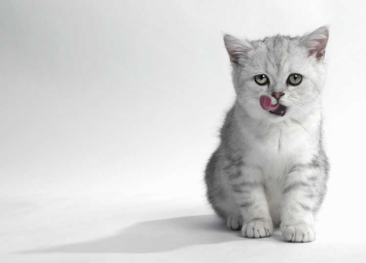 kittens, Cat, Cats, Kitten, Baby, Cute,  25 HD Wallpaper Desktop Background