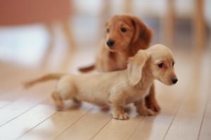 puppies, Puppy, Baby, Dog, Dogs,  3