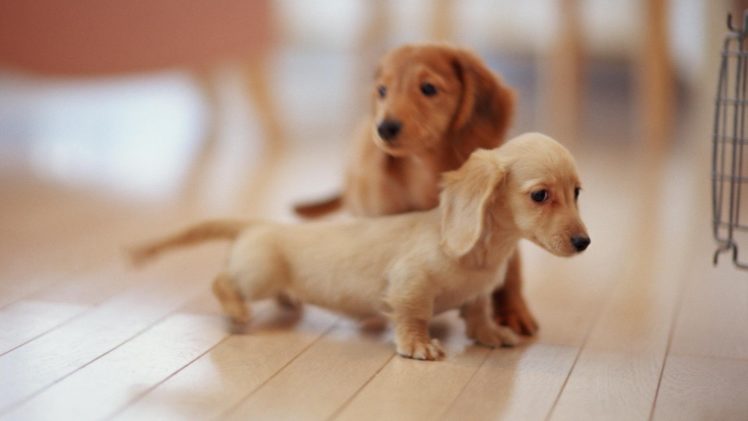 puppies, Puppy, Baby, Dog, Dogs,  3 HD Wallpaper Desktop Background