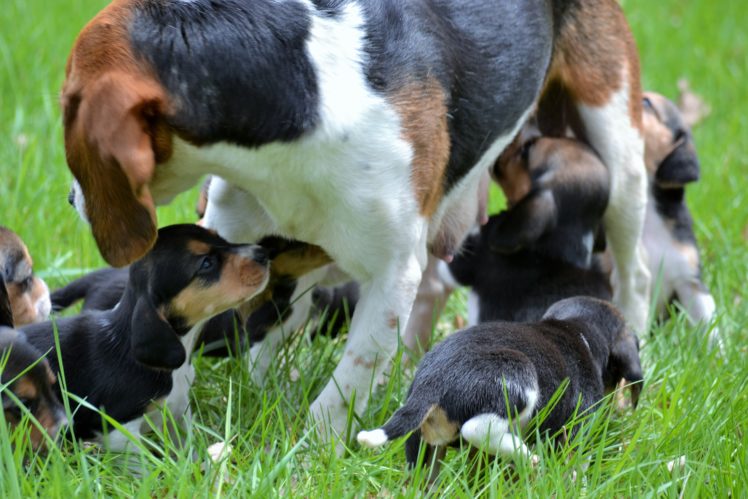 puppies, Puppy, Baby, Dog, Dogs,  5 HD Wallpaper Desktop Background