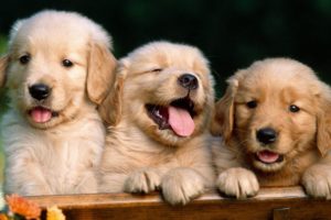 puppies, Puppy, Baby, Dog, Dogs,  10