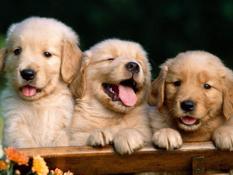 puppies, Puppy, Baby, Dog, Dogs,  10 HD Wallpaper Desktop Background