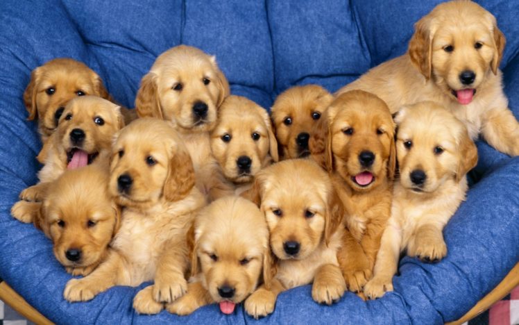 puppies, Puppy, Baby, Dog, Dogs,  11 HD Wallpaper Desktop Background