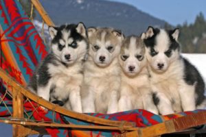 puppies, Puppy, Baby, Dog, Dogs,  15