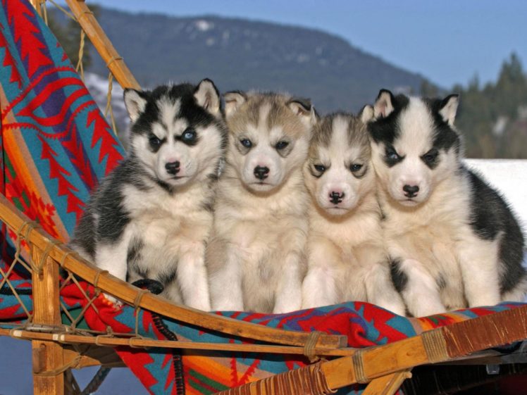 puppies, Puppy, Baby, Dog, Dogs,  15 HD Wallpaper Desktop Background