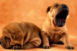 puppies, Puppy, Baby, Dog, Dogs,  14