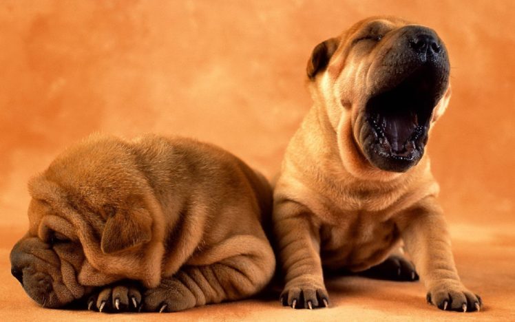 puppies, Puppy, Baby, Dog, Dogs,  14 HD Wallpaper Desktop Background