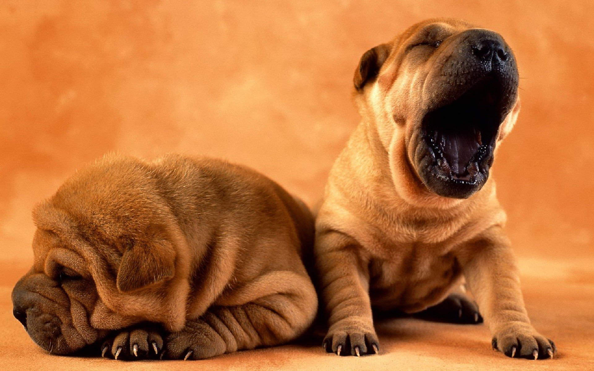 puppies, Puppy, Baby, Dog, Dogs,  14 Wallpaper