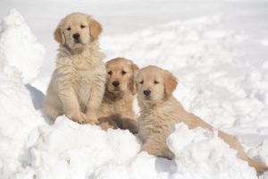 puppies, Puppy, Baby, Dog, Dogs,  13