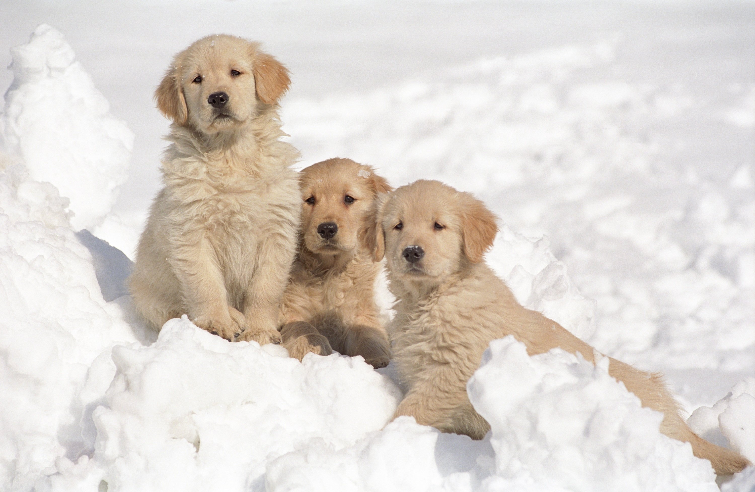 puppies, Puppy, Baby, Dog, Dogs,  13 Wallpaper