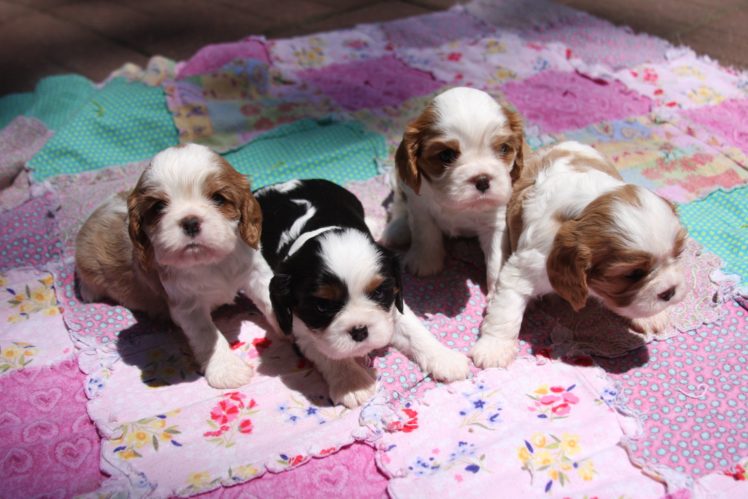 puppies, Puppy, Baby, Dog, Dogs,  22 , Jpg HD Wallpaper Desktop Background