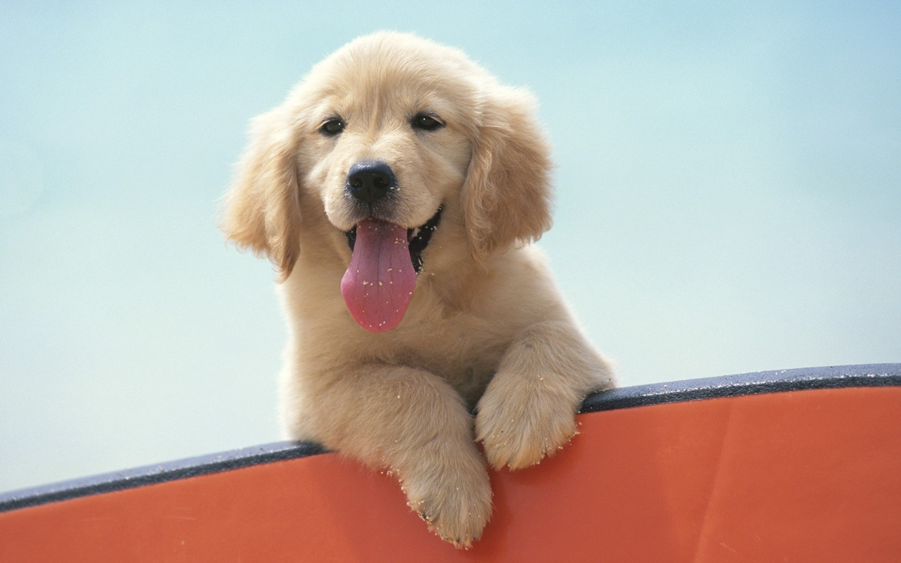 puppies, Puppy, Baby, Dog, Dogs,  26 Wallpaper