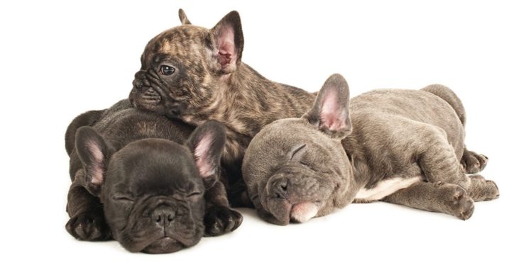 puppies, Puppy, Baby, Dog, Dogs,  32 HD Wallpaper Desktop Background