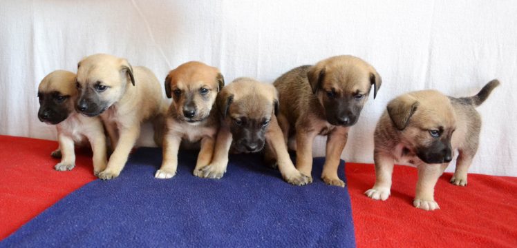 puppies, Puppy, Baby, Dog, Dogs,  33 HD Wallpaper Desktop Background