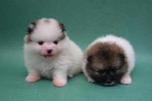 puppies, Puppy, Baby, Dog, Dogs,  34