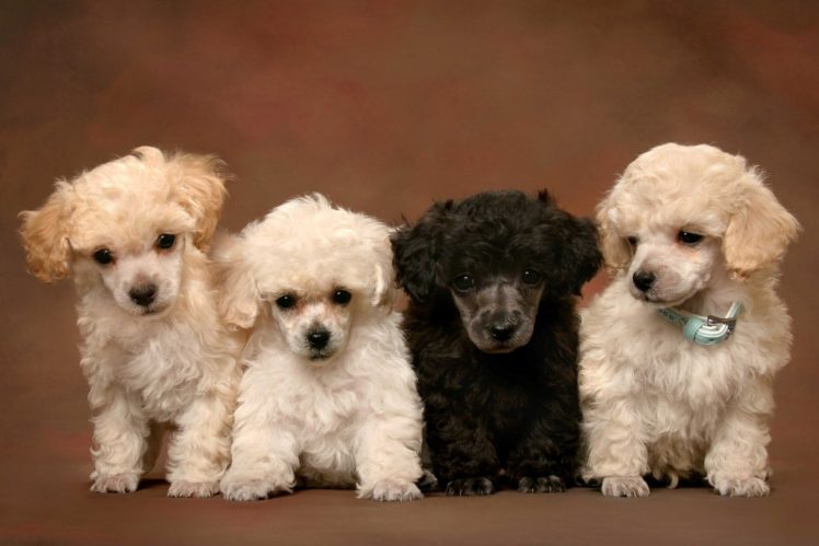 puppies, Puppy, Baby, Dog, Dogs,  35 HD Wallpaper Desktop Background