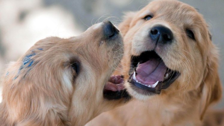 puppies, Puppy, Baby, Dog, Dogs,  38 HD Wallpaper Desktop Background