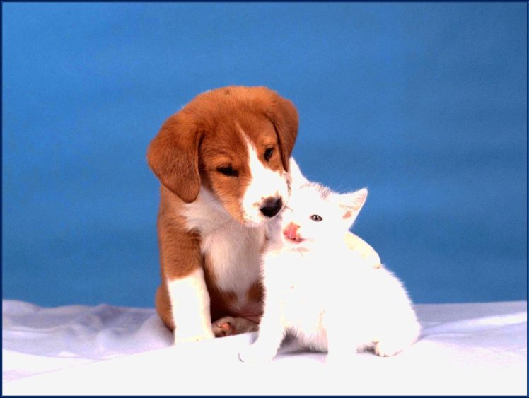 puppies, Puppy, Baby, Dog, Dogs,  40 HD Wallpaper Desktop Background