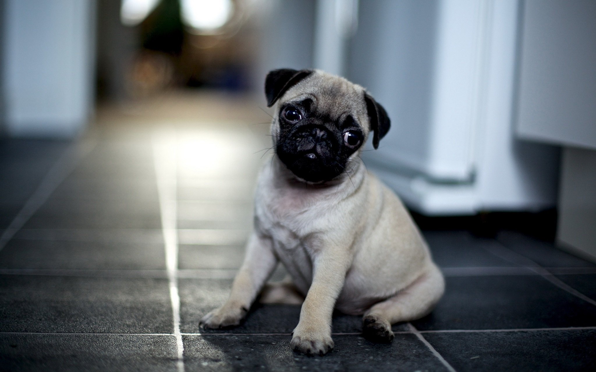 puppies, Puppy, Baby, Dog, Dogs,  37 Wallpaper