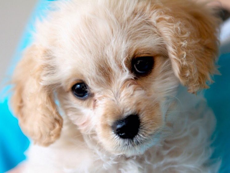 puppies, Puppy, Baby, Dog, Dogs,  39 HD Wallpaper Desktop Background