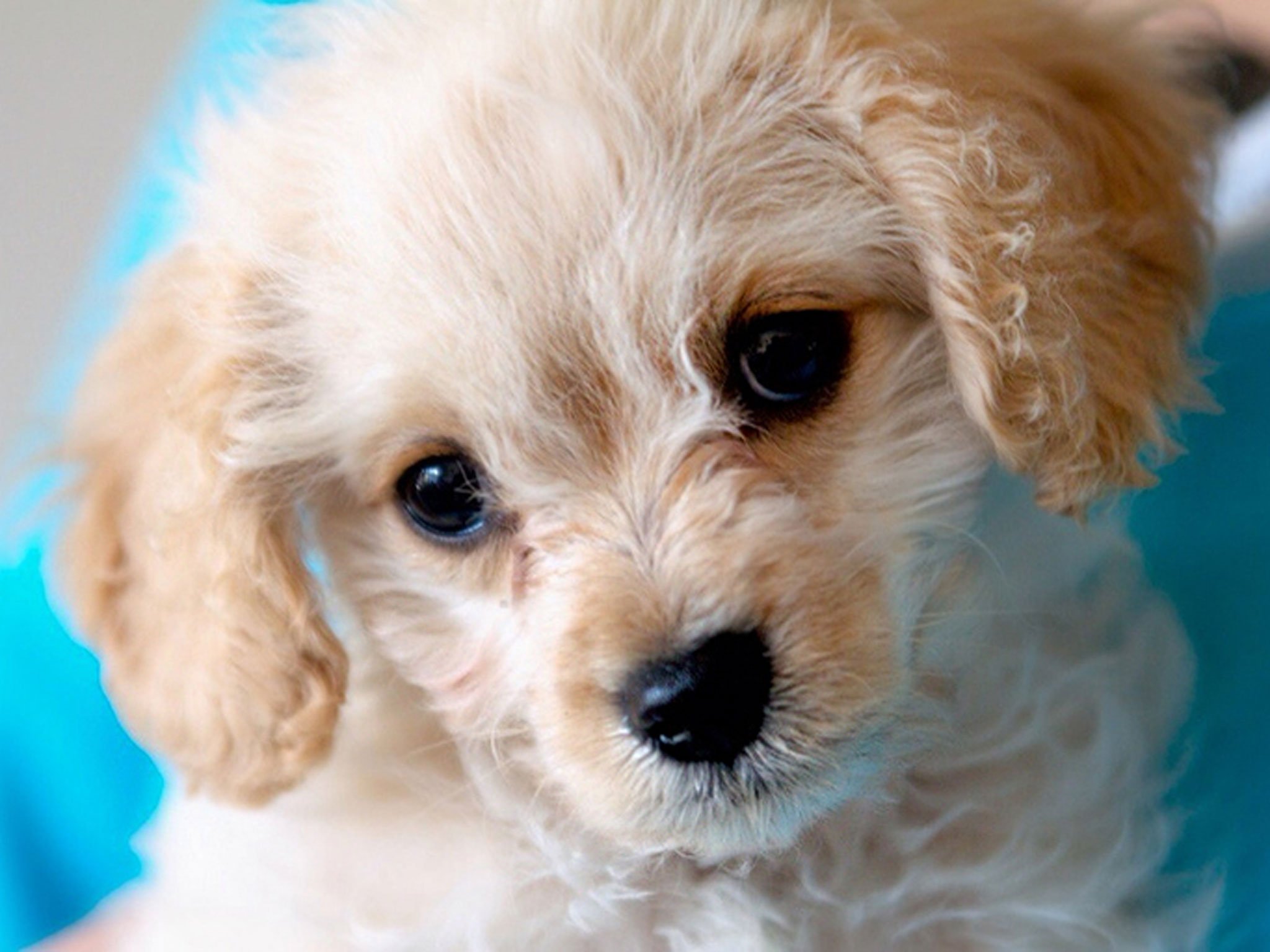 puppies, Puppy, Baby, Dog, Dogs,  39 Wallpaper