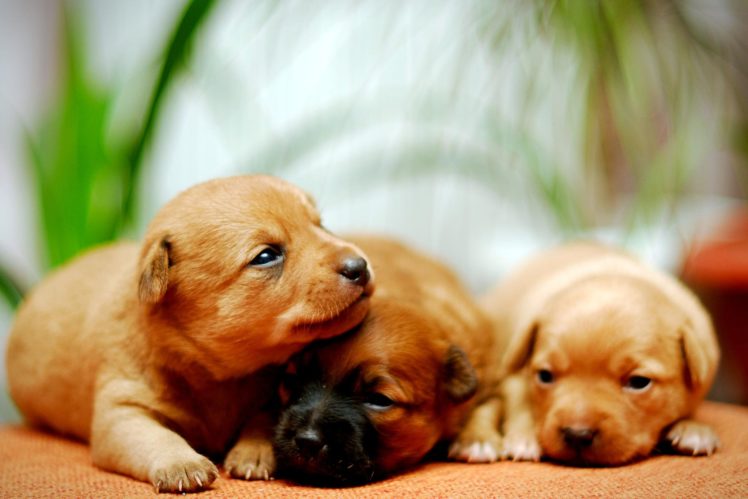 puppies, Puppy, Baby, Dog, Dogs,  41 HD Wallpaper Desktop Background