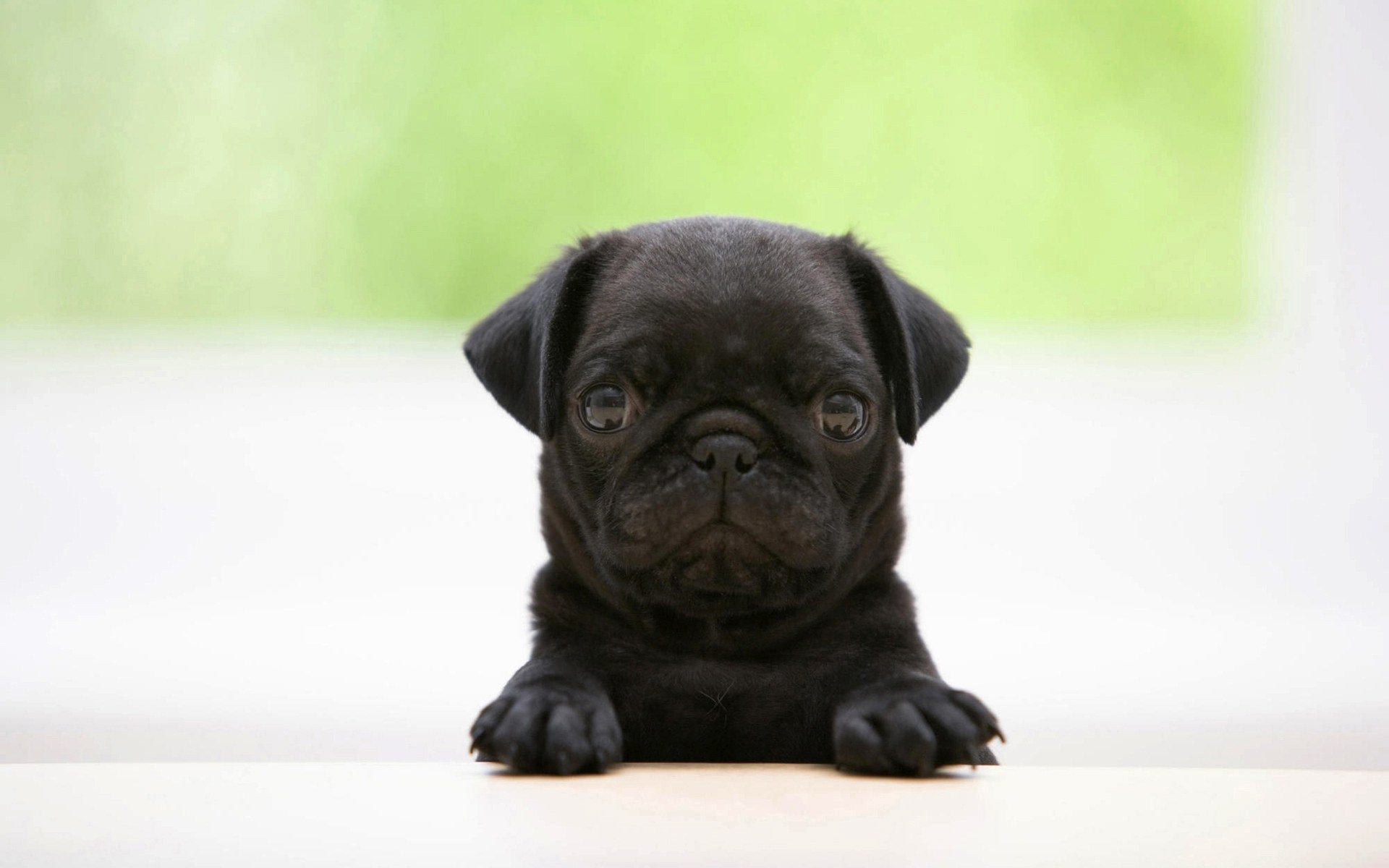 puppies, Puppy, Baby, Dog, Dogs,  42 Wallpaper