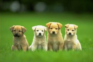 puppies, Puppy, Baby, Dog, Dogs,  48