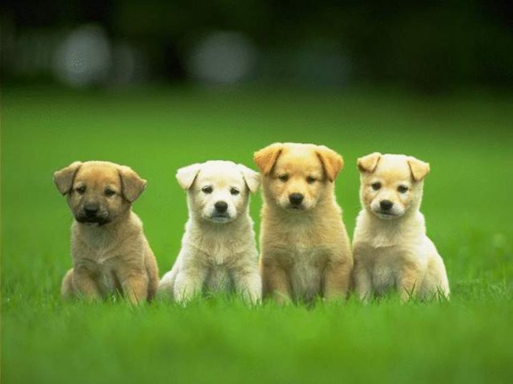 puppies, Puppy, Baby, Dog, Dogs,  48 HD Wallpaper Desktop Background